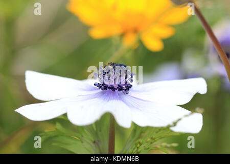 Nahaufnahme der weiße Anemone mit lila Tönung auf Blütenblätter Stockfoto