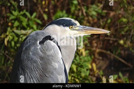 Graureiher stand am Ufer des Sees Stockfoto