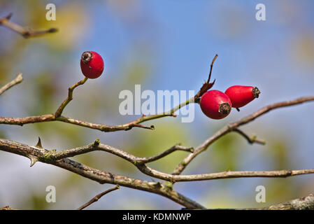 Hagebutte Der dog Rose mit klaren, blauen Himmel im Hintergrund Stockfoto