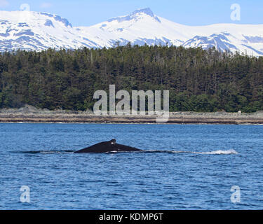 Buckelwale schwimmen im Wasser der Kanäle rund um Juneau, Alaska mit schneebedeckten Bergen im Hintergrund. Stockfoto