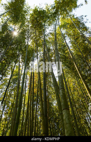 Kyoto, Japan - 20. Mai 2017: hohe Bambus Wälder auf arashiyama Park in Kyoto, Japan Stockfoto