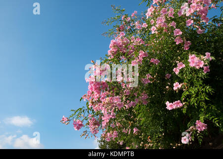 Rosa campsis grandiflora Stockfoto