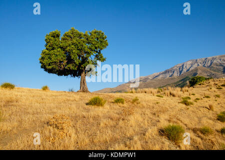 Einsamer Baum in der Nähe von La Maroma Berg, Andalusien Stockfoto