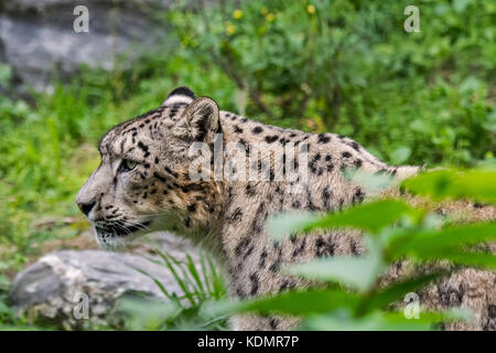 Snow Leopard/Unze (panthera uncia uncia uncia/) stalking Raub, native auf den Bergketten von Zentral- und Südasien Stockfoto