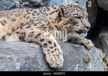 Snow Leopard/Unze (panthera uncia uncia uncia/) ruht auf Felsvorsprung in der Felswand, native auf den Bergketten von Zentral- und Südasien Stockfoto