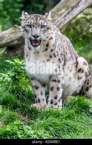 Snow Leopard/Unze (panthera uncia uncia uncia/) native auf den Bergketten von Zentral- und Südasien Stockfoto