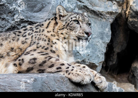 Snow Leopard/Unze (panthera uncia uncia uncia/) ruht auf Felsvorsprung in der Felswand in der Nähe der Höhle Stockfoto