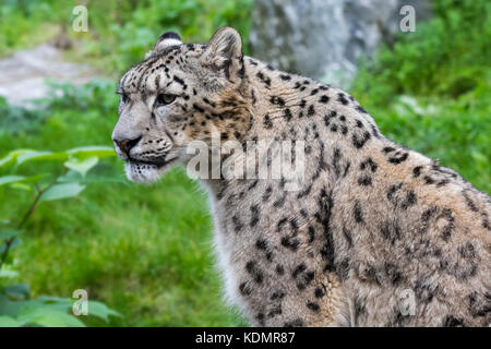 Snow Leopard/Unze (panthera uncia uncia uncia/) native auf den Bergketten von Zentral- und Südasien Stockfoto