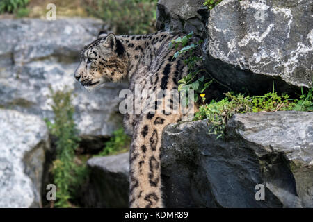 Snow Leopard/Unze (panthera uncia uncia uncia/) stalking Opfer in der Felswand, native auf den Bergketten von Zentral- und Südasien Stockfoto