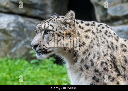 Snow Leopard/Unze (panthera uncia uncia uncia/) native auf den Bergketten von Zentral- und Südasien Stockfoto