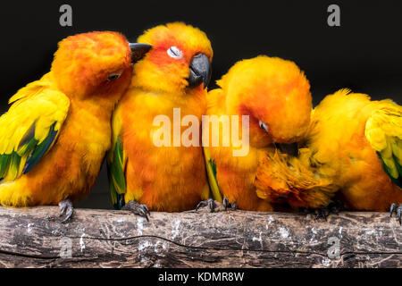 Sun Sittiche/sun conures (aratinga solstitialis) Herde auf Zweig gehockt und Grooming, Südamerika Stockfoto