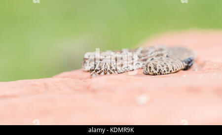 Makro von Wild Baby Prairie Klapperschlange (Crotalus viridis) auf Red Rock in Colorado Stockfoto