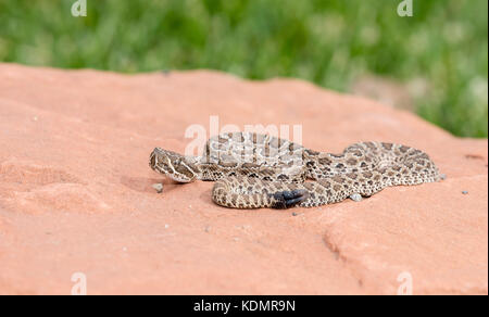 Makro von Wild Baby Prairie Klapperschlange (Crotalus viridis) auf Red Rock in Colorado Stockfoto