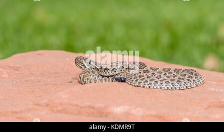 Makro von Wild Baby Prairie Klapperschlange (Crotalus viridis) auf Red Rock in Colorado Stockfoto