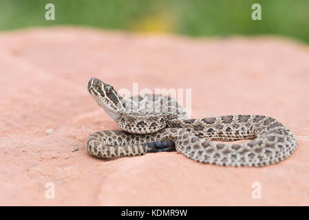 Makro von Wild Baby Prairie Klapperschlange (Crotalus viridis) auf Red Rock in Colorado Stockfoto