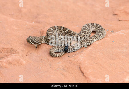 Makro von Wild Baby Prairie Klapperschlange (Crotalus viridis) auf Red Rock in Colorado Stockfoto