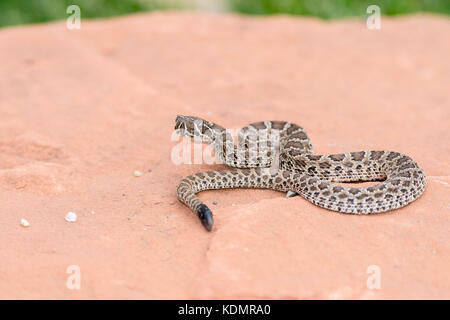 Makro von Wild Baby Prairie Klapperschlange (Crotalus viridis) auf Red Rock in Colorado Stockfoto