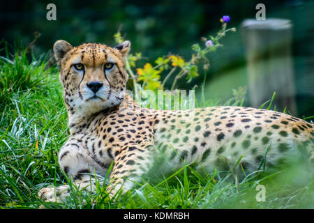 Männliche des Sudan Gepard (Acinonyx jubatus soemmeringii) im Gras Stockfoto