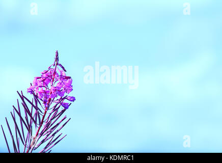 In freier Wildbahn wachsende Rosebucht-/Chamerion-angustifolium-Pflanze Stockfoto