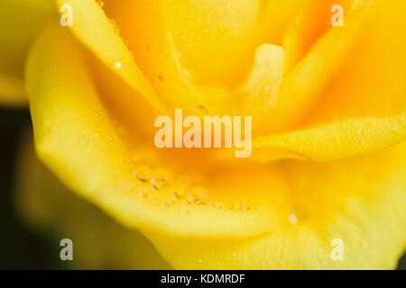 Makro details gelbe Rose mit Wassertropfen bei horizontalen Rahmen Stockfoto