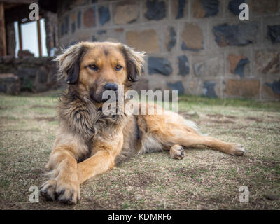 Schönen gemischten Rasse Hund Verlegung auf Gras vor der Gebäude aus Stein in den Bergen von Lesotho, Südafrika Stockfoto