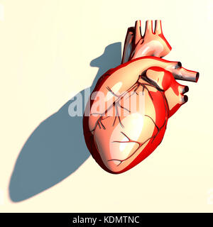 Das Herz ist ein Muskelorgan, das Blut durch die Blutgefäße des Kreislaufsystems pumpt, langer Schatten, 3D-Rendering Stockfoto
