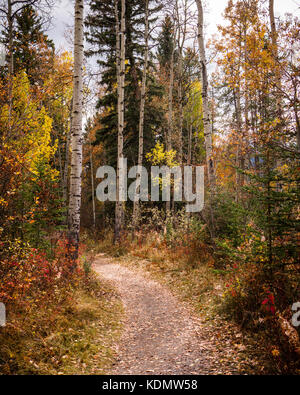 Wanderweg durch bunte Bäume im Herbst Stockfoto