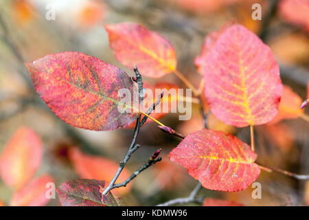 Amelanchier asiatica, Koreanisch juneberry oder asiatischen Serviceberry, Blätter im Herbst Farbe Stockfoto