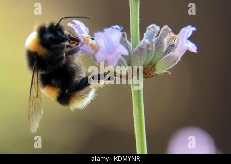 Eine Hummel Fütterung auf Lavendel Stockfoto