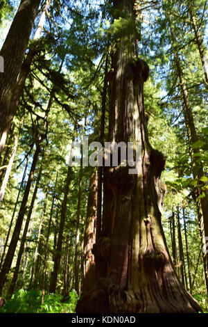 Avatar Grove mit seinen Majestätischen alten - Wachstum Wald wurde erst vor kurzem durch Holzfäller und m entdeckt Stockfoto