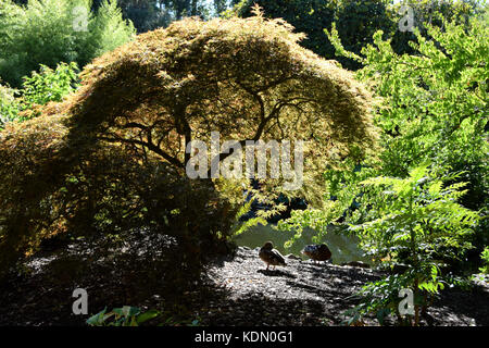 Beacon Hill Park, in einer ruhigen und malerischen Ort zum Flanieren, in Victoria, BC, Kanada auf Vancouver Island. Stockfoto