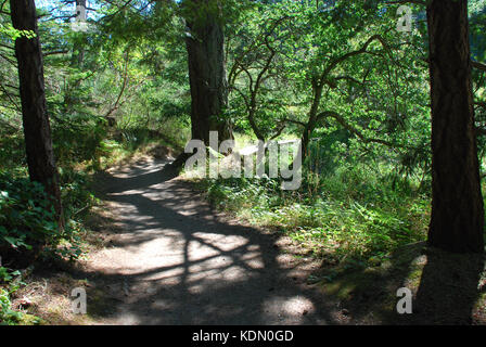 Bäume werfen Schatten auf der Spur an der geistreichen Lagune in der Nähe von Victoria, BC, Kanada Stockfoto