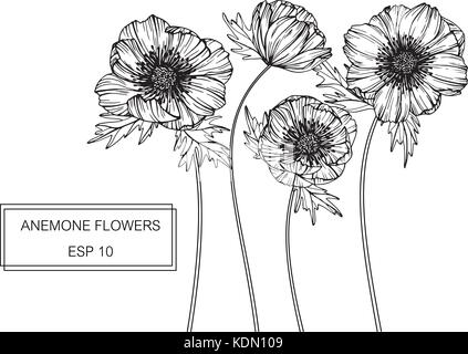 Anemone Blume zeichnen Abbildung. Schwarz und Weiß mit Line Art. Stock Vektor