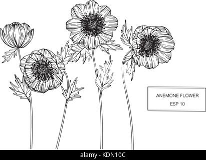 Anemone Blume zeichnen Abbildung. Schwarz und Weiß mit Line Art. Stock Vektor