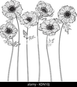 Anemone Blume zeichnen Abbildung. Schwarz und Weiß mit Line Art. Stock Vektor