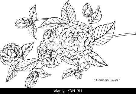 Camellia Blume zeichnen Abbildung. Schwarz und Weiß mit Line Art. Stock Vektor