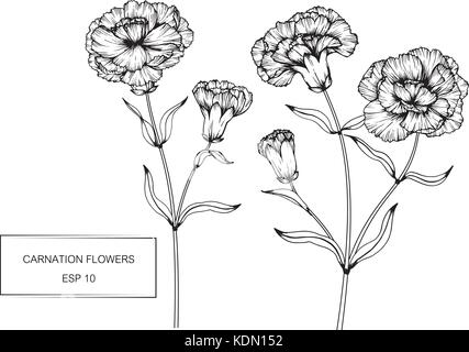 Nelke Blume zeichnen Abbildung. Schwarz und Weiß mit Line Art. Stock Vektor