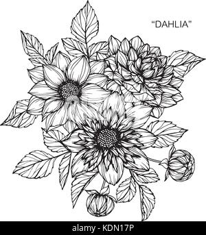 Dahlie Blume zeichnen Abbildung. Schwarz und Weiß mit Line Art. Stock Vektor