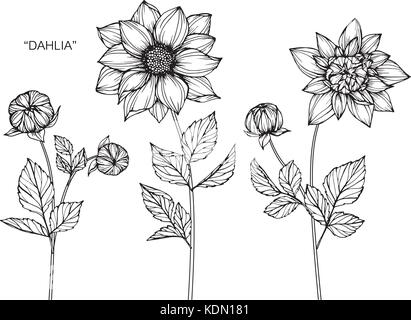 Dahlie Blume zeichnen Abbildung. Schwarz und Weiß mit Line Art. Stock Vektor