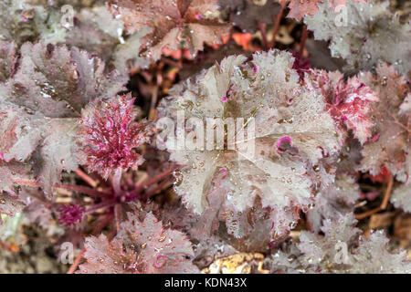 Korallenglocken, Heuchera Pflaumenpudding, Heuchera, Garten, Blätter Stockfoto