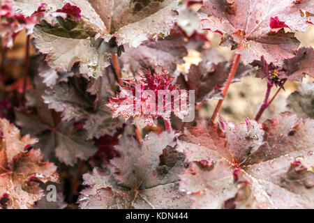 Coral Bells Heuchera „Pflaumenpudding“ Blatt Stockfoto