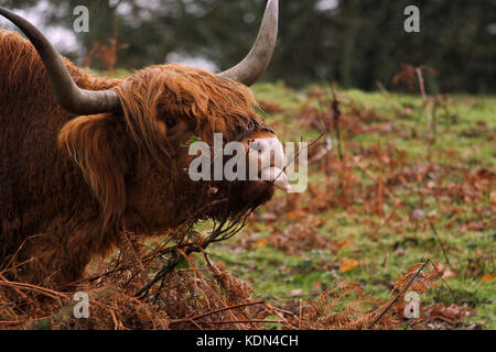 Ein Highland Kuh seine Zunge heraus haften in Loch Lomond, Schottland Stockfoto