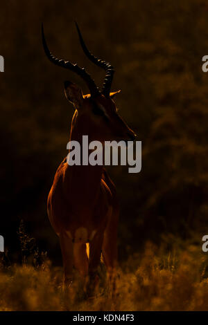 Impala (Aepyceros melampus) männlich stehend in der Savanne bei Sonnenaufgang mit Hintergrundbeleuchtung, Krüger Nationalpark, Südafrika Stockfoto