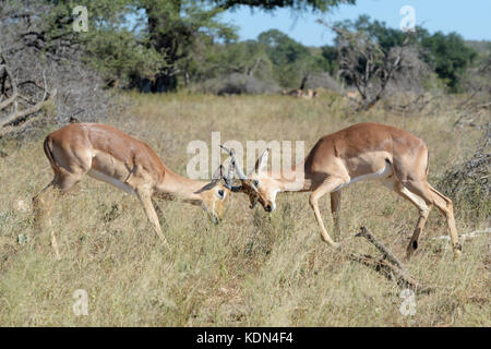 Zwei Impala (Aepyceros melampus) Männer kämpfen um die Vorherrschaft, Krüger Nationalpark, Südafrika Stockfoto