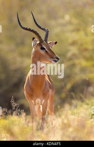 Impala (Aepyceros melampus) männlich stehend in der Savanne bei Sonnenaufgang mit Hintergrundbeleuchtung, Krüger Nationalpark, Südafrika Stockfoto