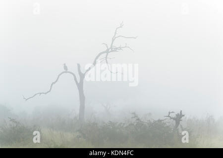 Südliche Hornrabe (bucorvus leadbeateri) in einem Baum beim morgendlichen Nebel gehockt, Krüger Nationalpark, Südafrika Stockfoto