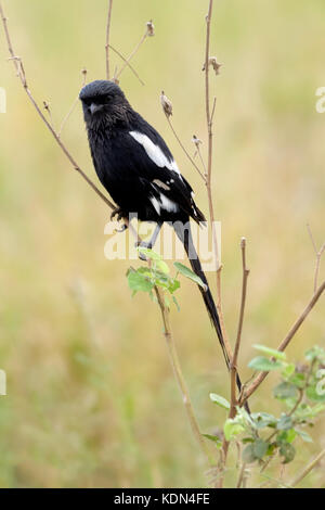 Magpie shrike (corvinella Lalage), sitzt auf einem Ast, Kruger National Park, Mpumalanga, Südafrika Stockfoto