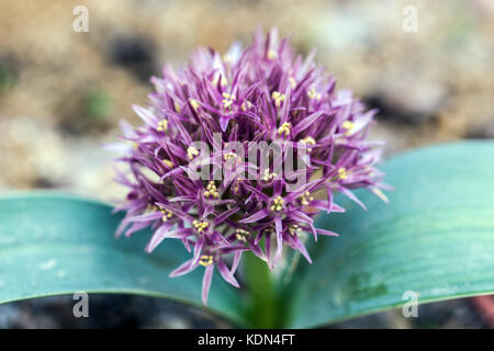 Allium akaka Stockfoto