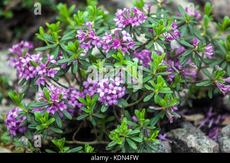 Berg daphne Daphne sericea Stockfoto