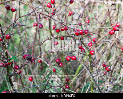 Mehrere Rote frische reife Hagebutten auf Ästen Herbst Früchte Beeren; Essex, England, Großbritannien Stockfoto